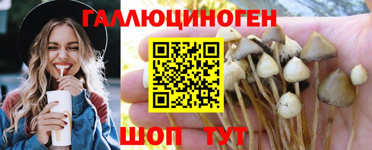 Ставрополь  Галлюциногенные грибы GOLDEN TEACHER  Вход с VPN 